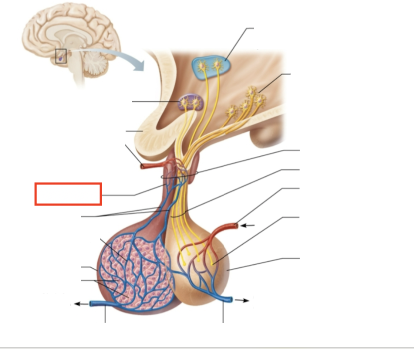 <p>What structure is highlighted?</p>