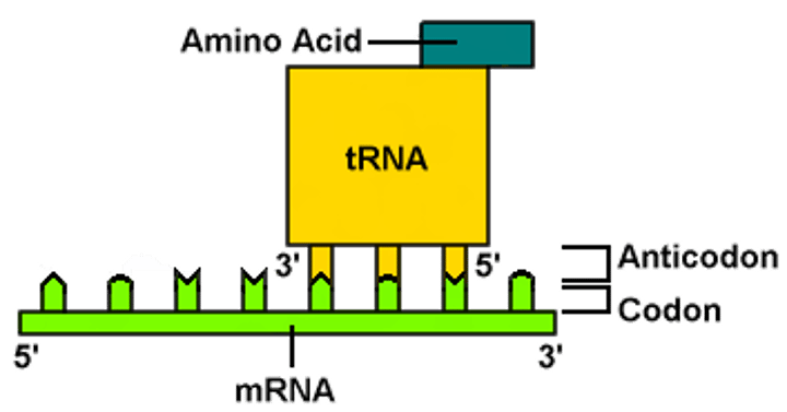 <p>group of three bases on a tRNA molecule that are complementary to an mRNA codon</p>