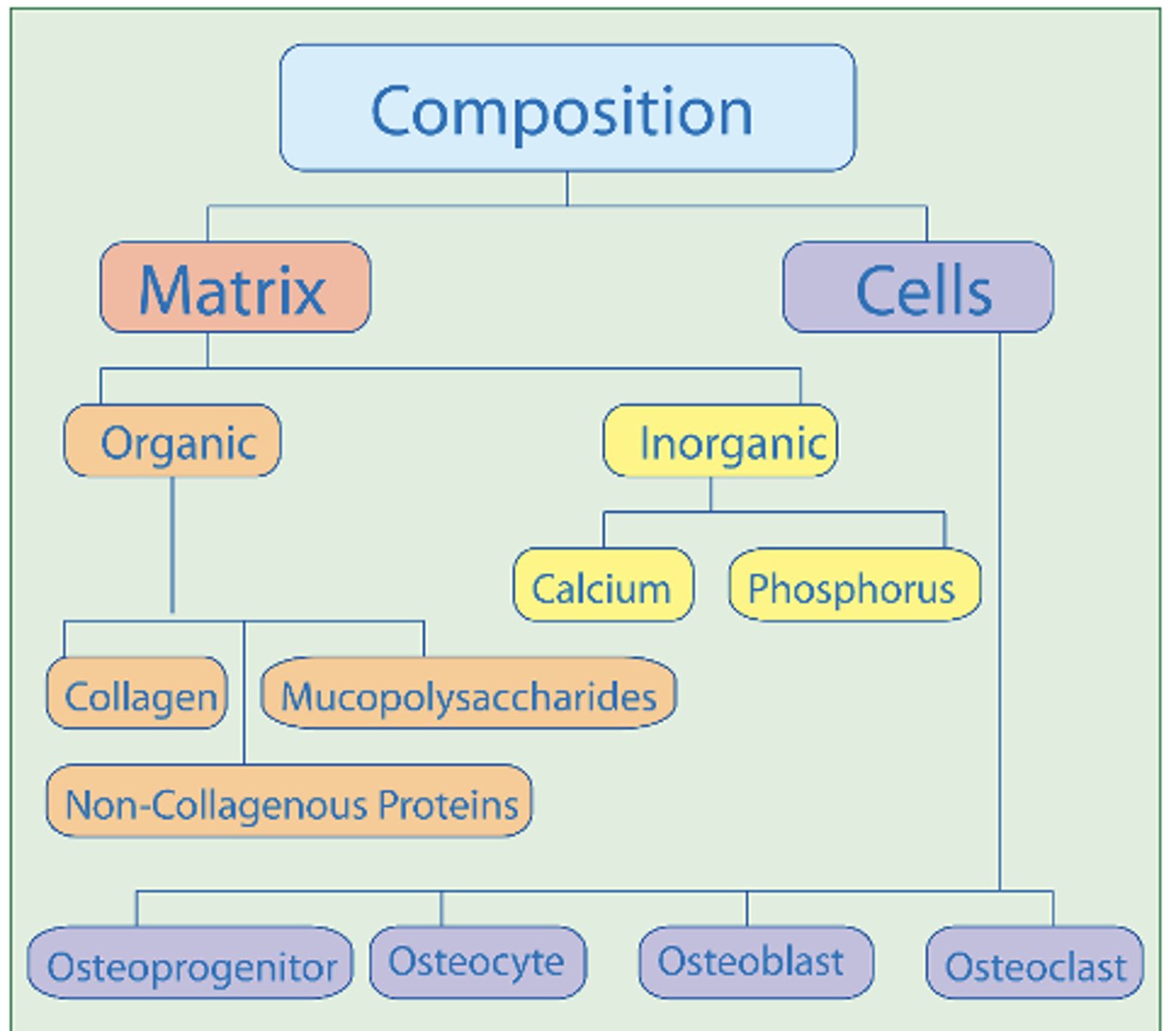 <p>Collagen fibers (~90%)- tensile strength</p><p>Ground substance (proteins and polysaccharides)- support and adhesion</p>