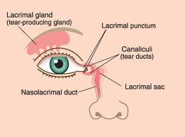 The system involved in the production and conduction of tears. It consists of the lacrimal gland and accessory lacrimal glands