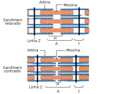 <p>actina (filamento fino) e miosina (filamento grosso), cuja interação (deslizamento) gera a contração muscular</p>