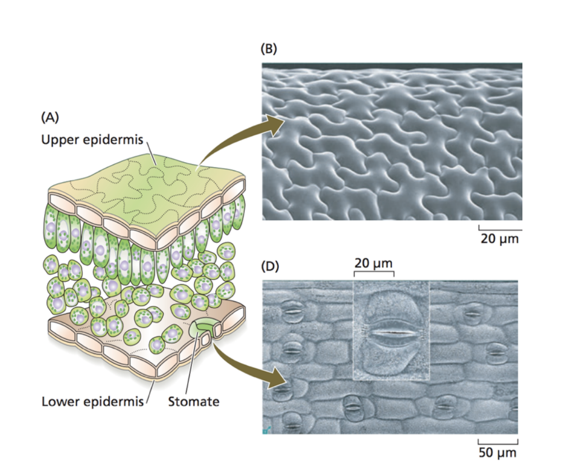 <ul><li><p>Waxy impermeable cuticle</p><ul><li><p>made of cutin</p></li></ul></li><li><p>Upper epidermis (adaxial)</p></li><li><p>mesophyll cell tissue</p></li><li><p>Lower epidermis (abaxial)</p></li></ul><p><em>With stomata pores across the leaf surfaces</em></p><p></p>