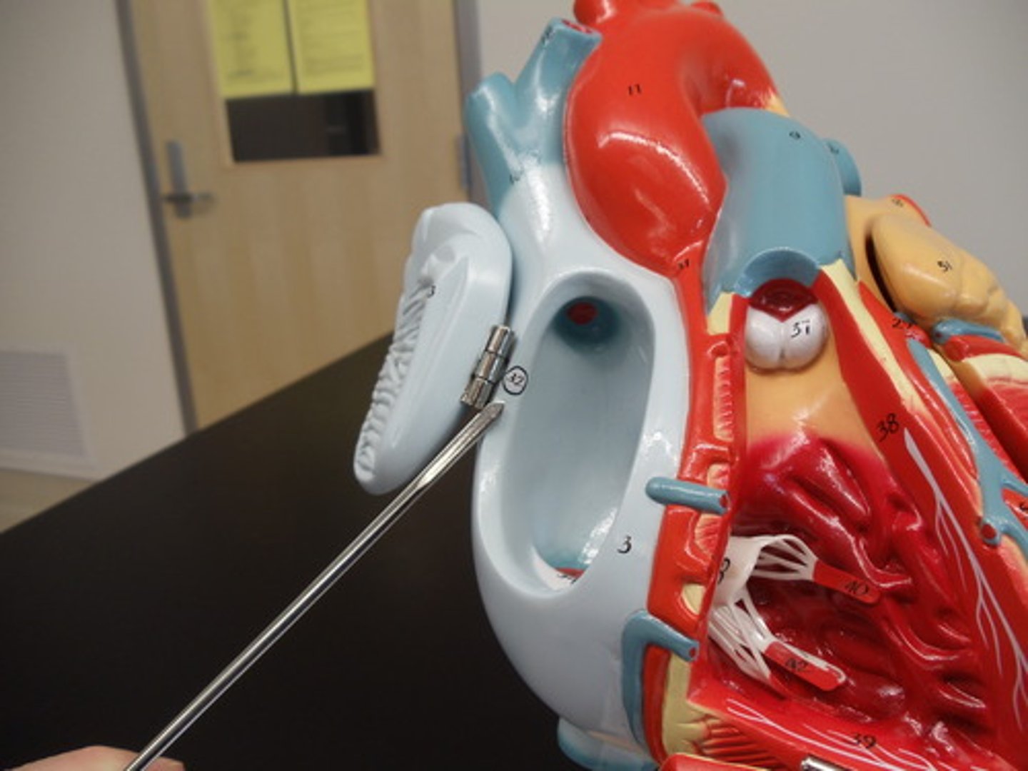 <p>-pacemaker of the heart</p><p>-sets the heartbeat rate</p><p>-located in the right atrium</p><p>-causes atria to contract</p>
