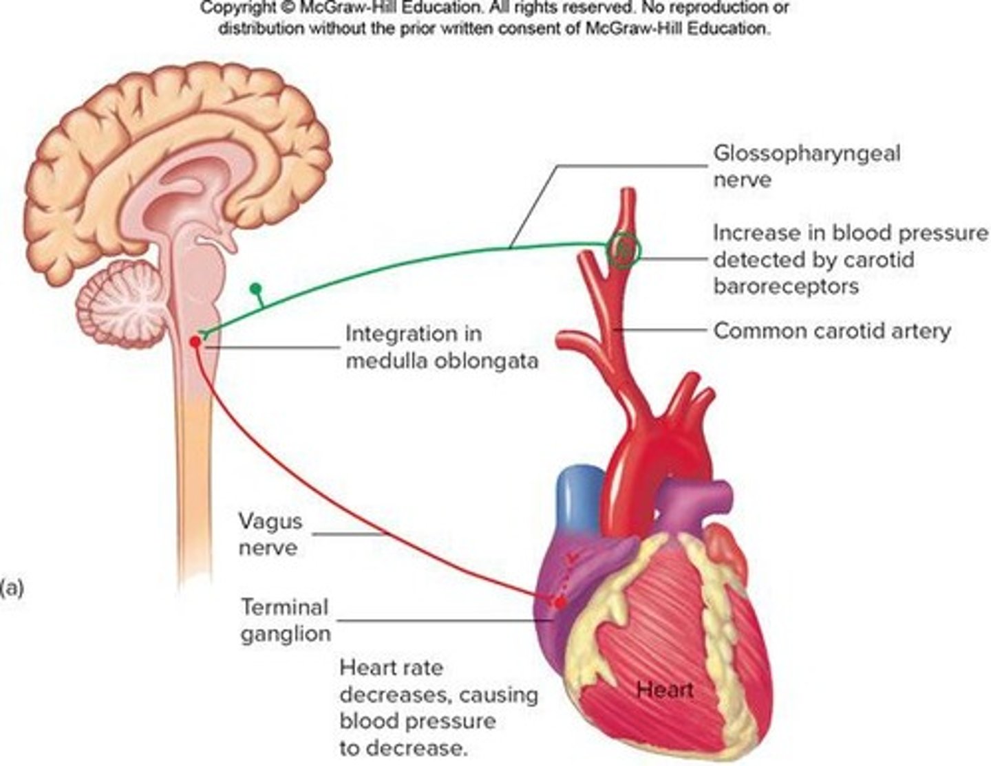 <p>Control most of the activity of visceral organs, glands, and blood vessels.</p>