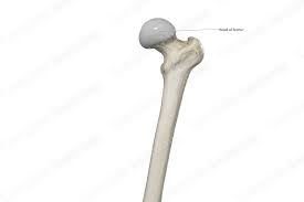 <p>Rounded ball-like top of the femur.</p><p></p>