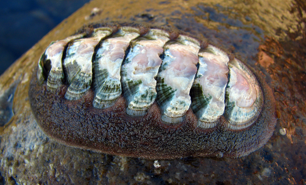 <p>Chiton “8 shell plates”</p>