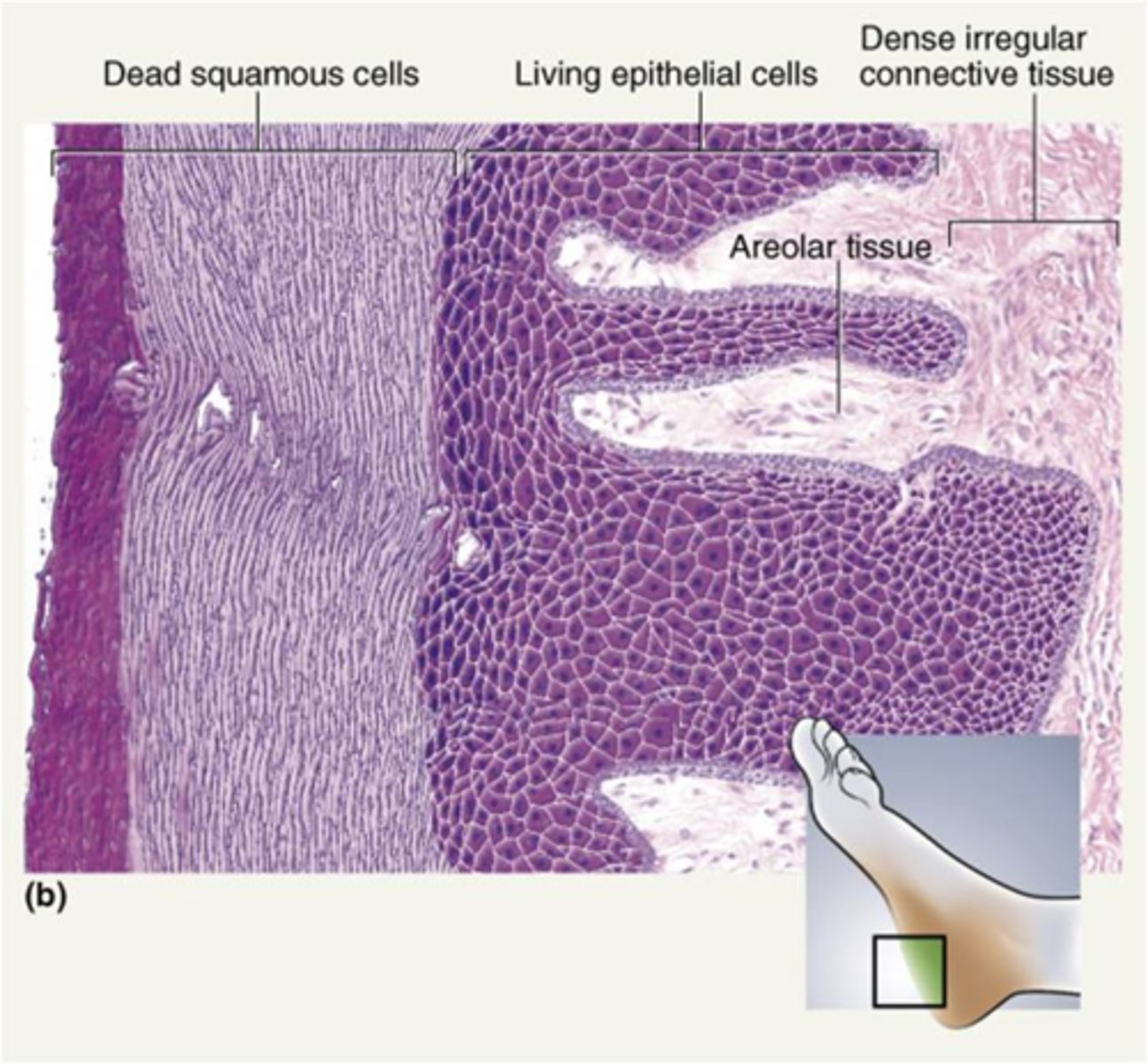 <p>This tissue, consisting of many layers of flat cells, is found in the epidermis of the skin.</p><p>The surface cells are dead and are full of keratin (a protein which prevents water loss).</p>