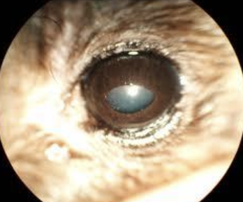 <p>Ferrets hunt mainly at night → Their eyes are well adapted for their nocturnal activity</p><ul><li><p>Sees well in dim light</p></li><li><p>Sees movement rather than pictures</p></li><li><p>Large domed <span>圓形拱頂</span> cornea</p></li><li><p>Spherical 球形 lens </p></li><li><p>Pupil slit is horizontal rather than vertical slit</p></li><li><p>Have tapetum lucidum</p></li><li><p>Well developed nicitiating membrane</p></li></ul><p></p>