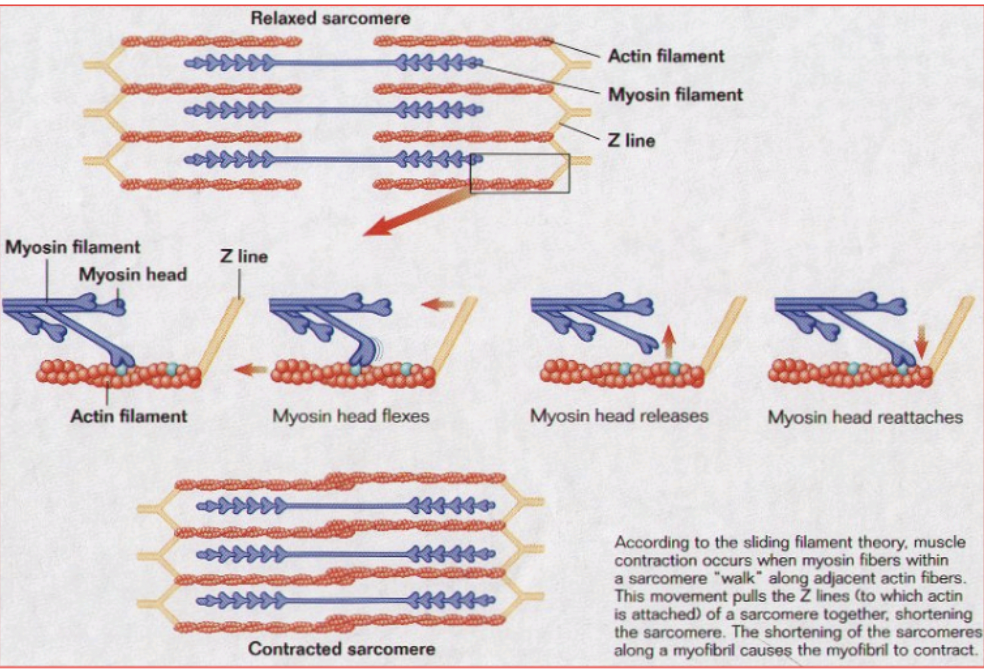 <p>occurs when myosin fibers within a sarcomere “walk” along adjacent actin fibers. This movement pulls the Z lines (to which actin is attached) of a sarcomere together, shortening the sarcomere. This shortening of the sarcomeres along a myofibril cause the myofibril to contract</p>