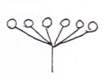 <p>Arrangement of flower?</p>