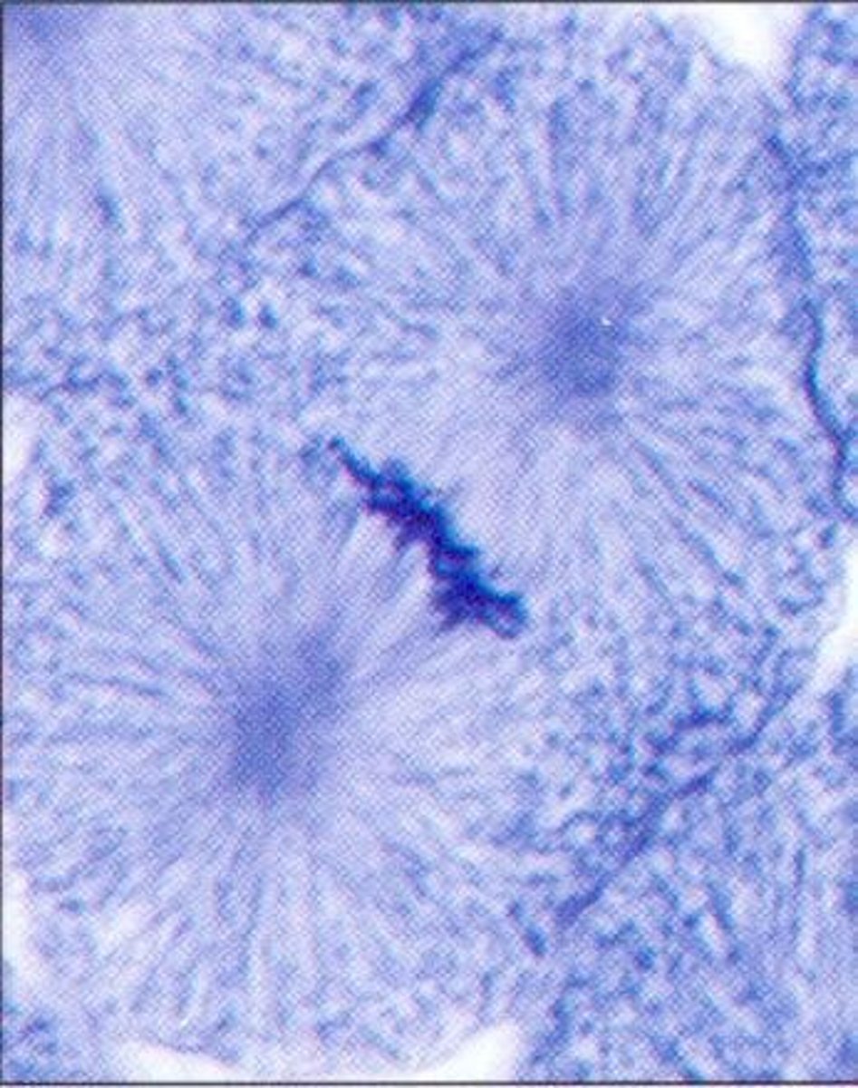 <p>Chromosomes reach cell poles; nuclear membrane reforms.</p>