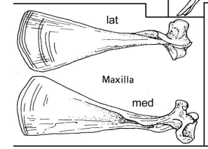 <p>The bone that forms the upper jaw.</p>