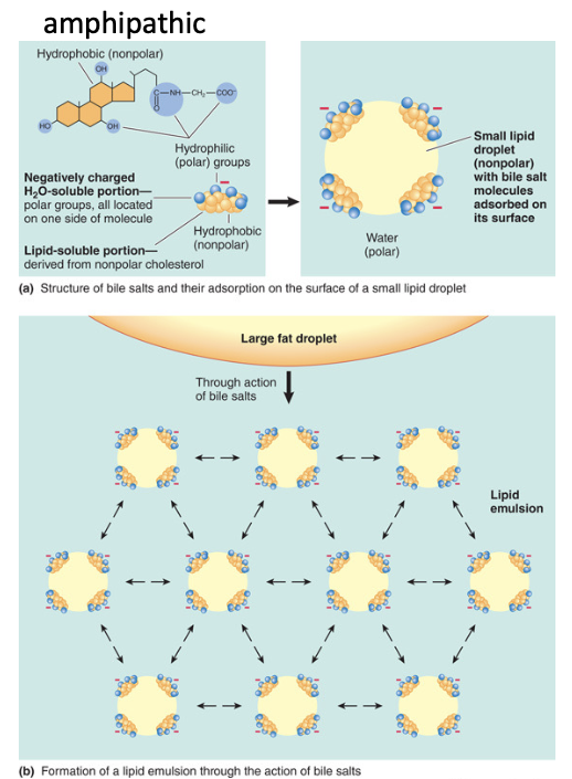 <p><span style="color: rgb(255, 255, 255);"><span>aids in fat digestion by emulsification → increases surface area for lipase</span></span></p><ul><li><p><span style="color: rgb(255, 255, 255);"><span>helps neutralize stomach acid</span></span></p></li><li><p><span style="color: rgb(255, 255, 255);"><span>cholesterol balance</span></span></p></li></ul><p>*CCK causes bile to be secreted!</p>