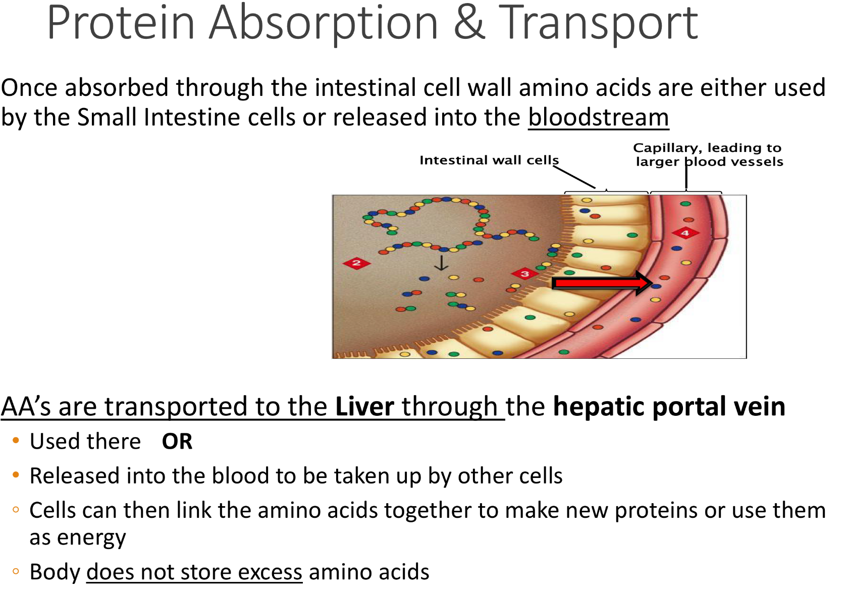 <p>Once absorbed through the intestinal cell walls, AA are either used by small intestines. or released into the bloodstream</p><p></p><p>- through blood, AA’s are transported to the Liver through the <strong><u>hepatic portal vein </u></strong>and used there</p><p>&nbsp; OR</p><p>- Released into the blood to be taken up by other cells</p><p>◦ Cells can then link the amino acids together to make new proteins or use them as energy</p><p>!Body does not store excess amino acids!</p>