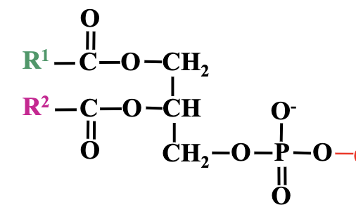 add chains above to create that phospate