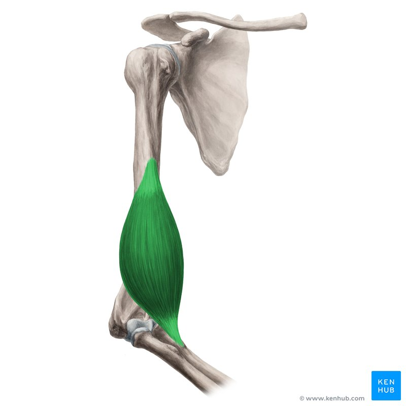 <p>What muscle is highlighted in green? Where’s it origin and insertion? Also what innervation and action does it have?</p>