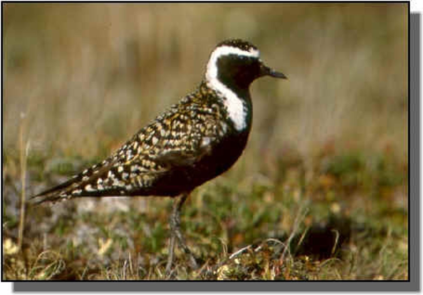 <p>Charadriiformes Charadriidae</p>