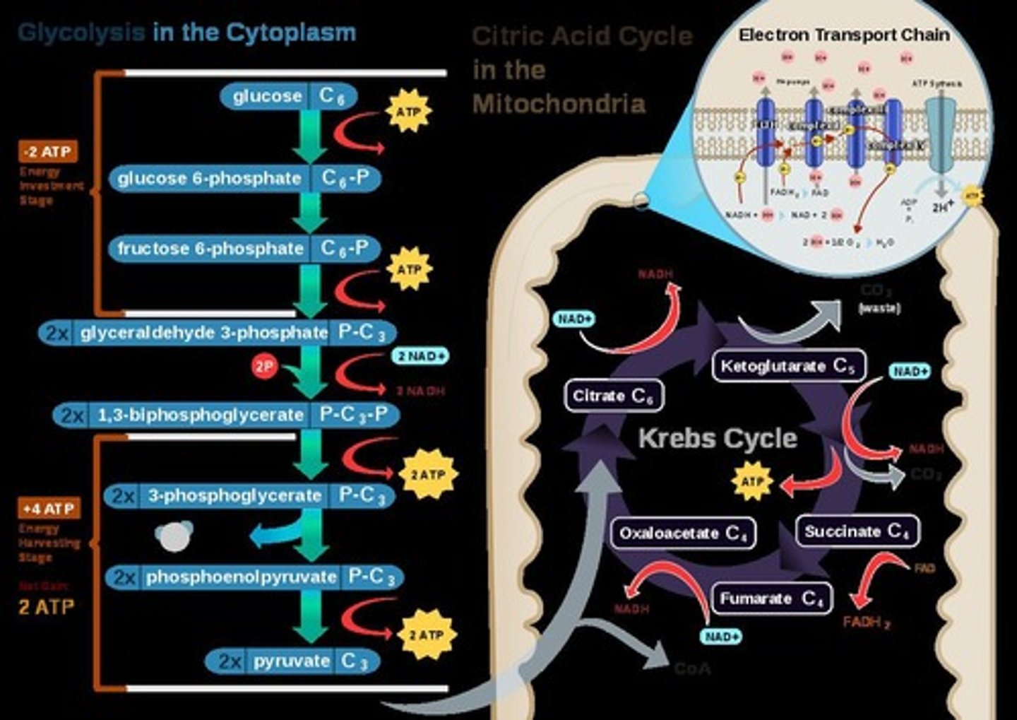 <p>Includes glycolysis, pyruvate oxidation, Krebs cycle, ETC.</p>