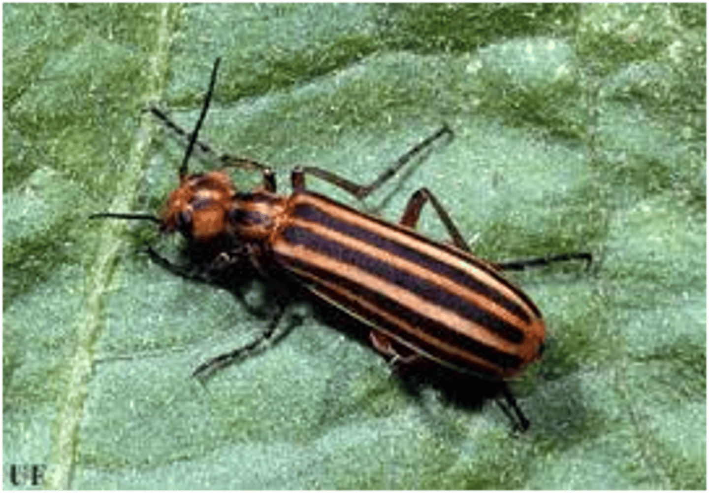 <p>cantharidin, found in alfalfa</p><p>oral ulcers, colic, diarrhea, arrhythmias, hematuria/tubular damage</p>