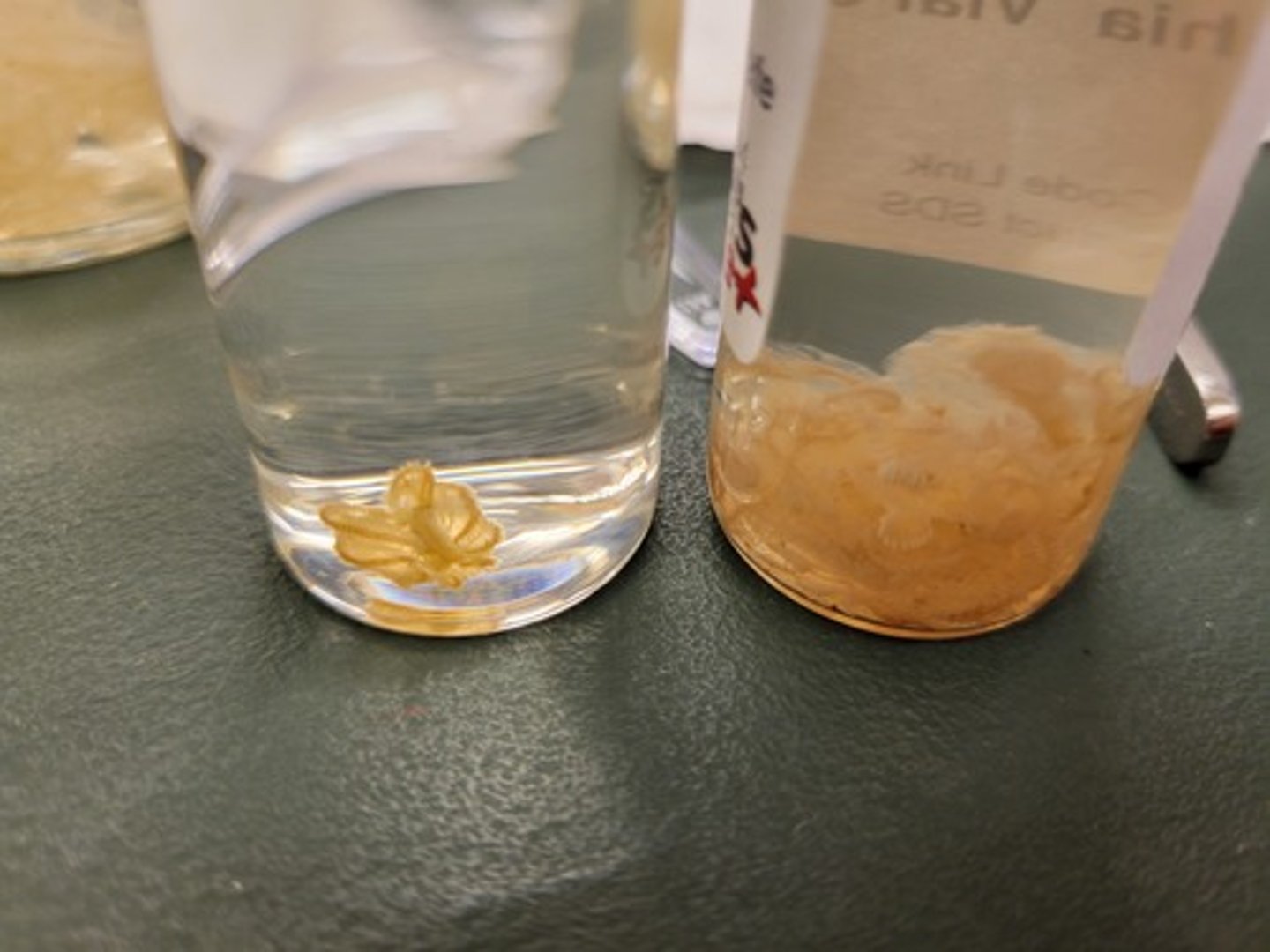 <p>Identify Taxonomy</p>