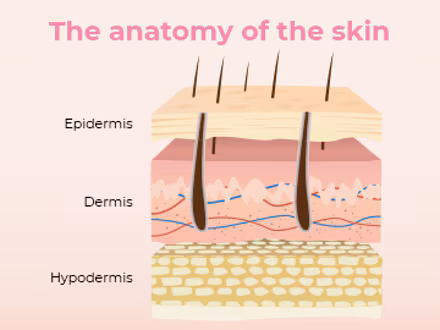 <p>The dermis is the <strong>middle layer</strong> of the skin and is composed of <strong>collagen and elastin </strong>(makes up the skin structure). </p><p><u>Function:</u></p><ul><li><p>blood vessels</p></li><li><p>nerve endings → allow you to feel sensations (pain, heat, cold, itchiness) </p></li><li><p>sweat glands → produces sweat (regulates body temp) </p></li><li><p>sebaceous glands → produces oil (sebum) </p></li><li><p>hair follicles → produces hair </p></li></ul><p></p>
