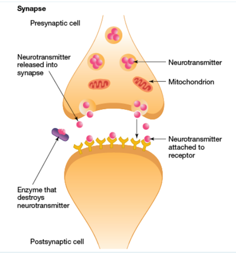 <p>Diffuse across the synaptic cleft between neurons/muscle cells</p>