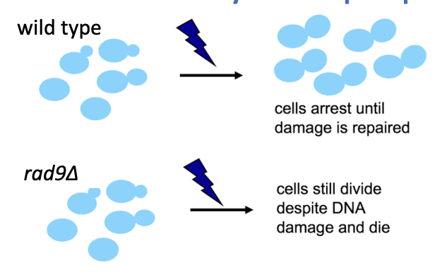 <ol><li><p>collection of radiation sensitive (rad) <strong>mutants</strong></p></li><li><p>Most arrest but are defective in repairing the damage</p><ul><li><p>BUT</p></li></ul></li><li><p>One mutant instead could not arrest upon damage</p><ul><li><p>rad 9</p></li><li><p>proliferates normally despite DNA damage</p></li><li><p></p><p>THEREFORE: Rad9 is needed to stop proliferation after DNA damage!</p><ul><li><p>rad9 is the prototypic ‘checkpoint’ mutant</p></li></ul><p></p><p>Then other mutations were identified to do the same thing</p></li><li><p>found there were two sepraate DNA surveliience mechanisms</p></li></ul></li></ol><p></p>