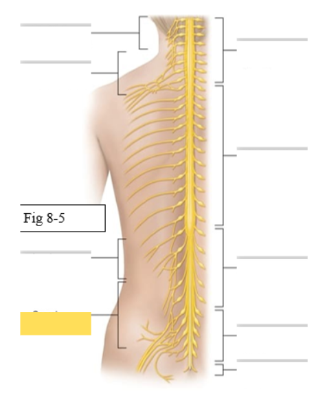 <p><span style="background-color: transparent; font-family: &quot;Times New Roman&quot;, serif;"><span>skin and muscles of posterior thigh, leg, and buttocks</span></span></p><ul><li><p><span style="background-color: transparent; font-family: &quot;Times New Roman&quot;, serif;"><span>Sciatic- made up of 2 nerves</span></span></p><ul><li><p><span style="background-color: transparent; font-family: &quot;Times New Roman&quot;, serif;"><span>Tibial- biceps femoris (long head), gastrocnemius, soleus</span></span></p></li><li><p><span style="background-color: transparent; font-family: &quot;Times New Roman&quot;, serif;"><span>Common fibular- tibialis anterior, biceps femoris (short head) Pudendal</span></span></p></li></ul></li></ul><p></p>