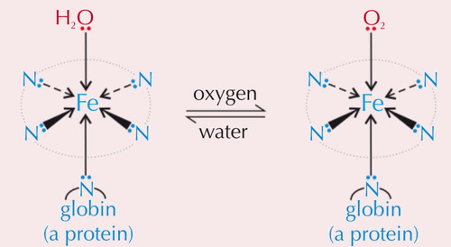 <p>- O₂ forms weak co-ordinate bond to Fe²⁺ in Hb</p><p>- O₂ replaces water ligand and is transported</p><p>- Bond breaks when O₂ is released in cells and water replaces it</p>
