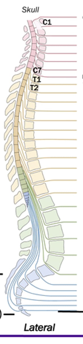 <p>How many sacral vertebrae are there?</p>