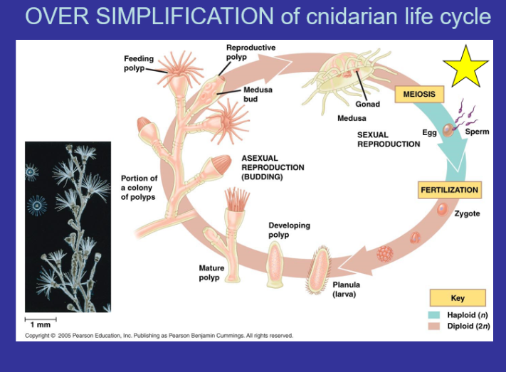 <p>What is a polyp - non-motile with cylindircal body and long stalk (Polyps generally reproduce asexually (by budding))</p><p>Medusas are free swimming, umbrella-shaped and have a reduced stalk</p><p>Gonad - organ that produces gametes; a testis or ovary</p><p>Planula - free-swimming coelenterate larva with a flattened, ciliated, solid body.</p>