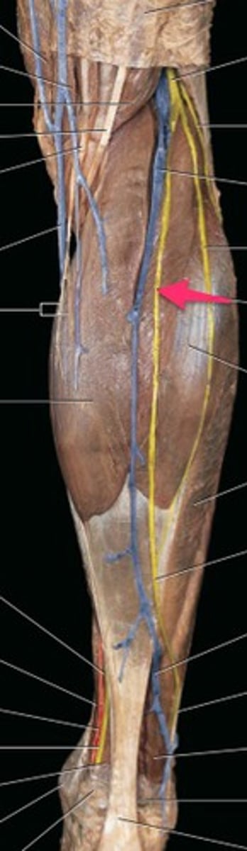 <p>Runs along the small saphenous vein, innervating the posterolateral foot and ankle.</p>
