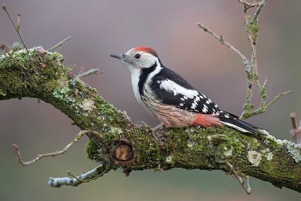 <ul><li><p>rode bovenkant kop</p></li><li><p>rood aan staartbasis</p></li><li><p>witte schoudervlekken</p></li></ul><p></p>