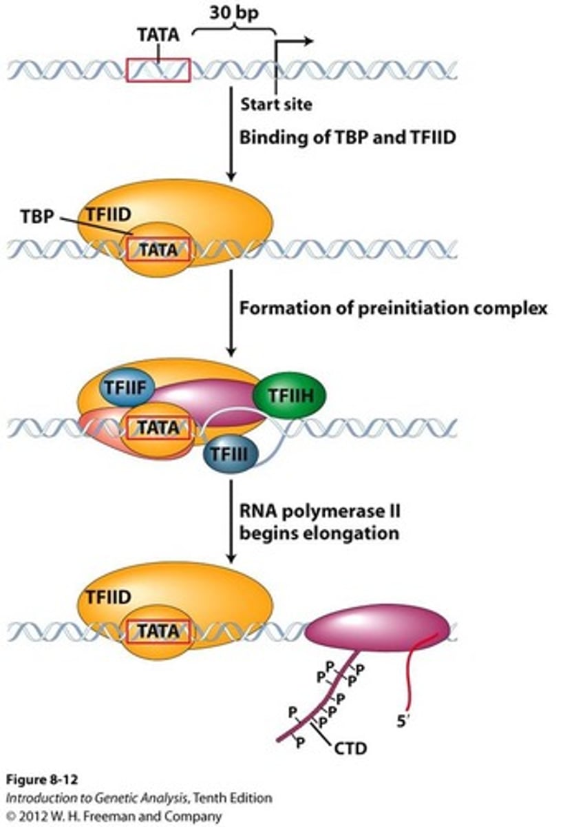 <p>Transcription factors bind to the promoter</p><p>RNA polymerase and additional transcription factors join to form the initiation complex</p><p>RNA polymerase begins to transcribe the template strand</p>