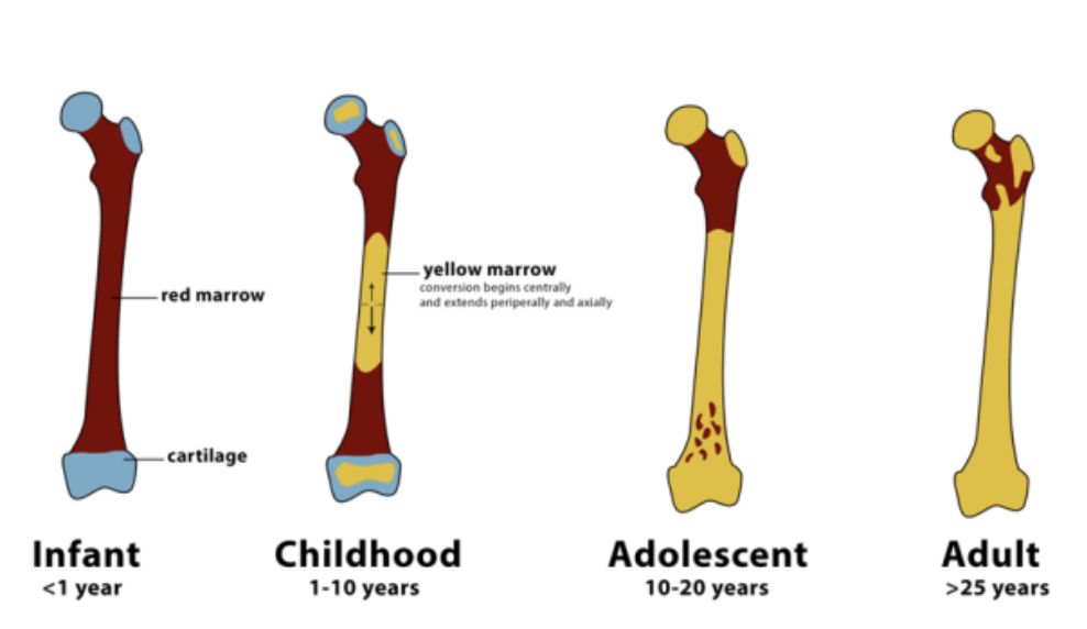 <ul><li><p>Consists of adipose cells for energy reserve. Product of red bone marrow degeneration</p></li><li><p>Can revert back to red bone marrow in severe anemia that leads to production of new erythrocytes</p></li></ul><p></p>