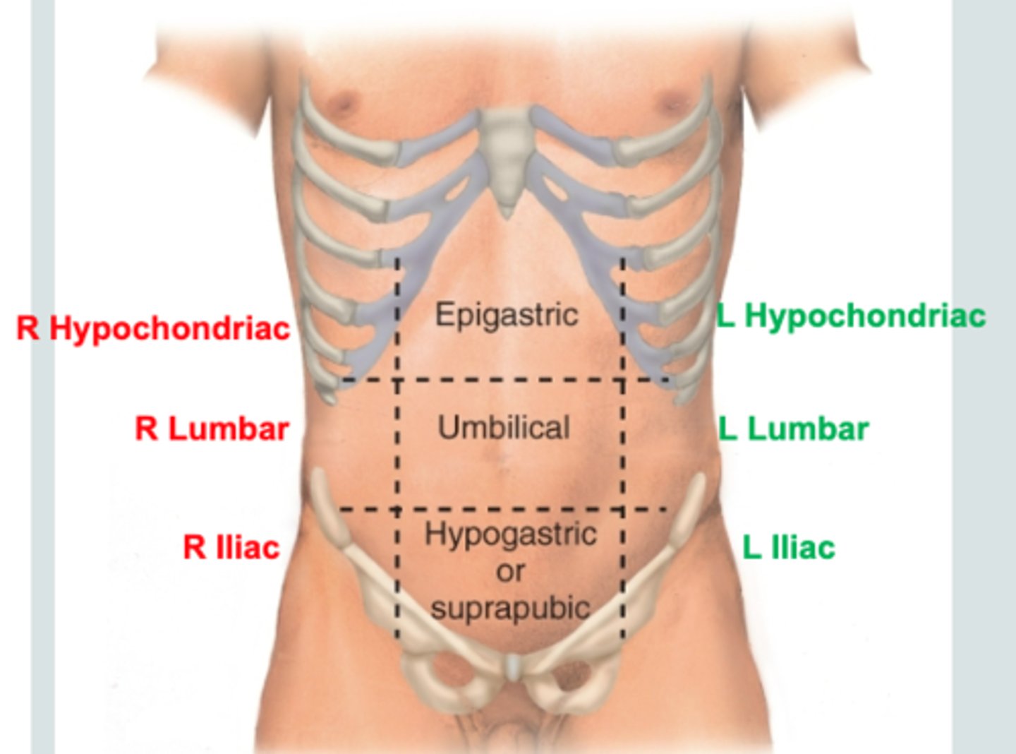 <p>- right hypochondriac</p><p>- epigastric</p><p>- left hypochondriac</p><p>- right lumbar</p><p>- umbilical</p><p>- left lumbar</p><p>- right inguinal</p><p>- hypogastric</p><p>- left inguinal</p>