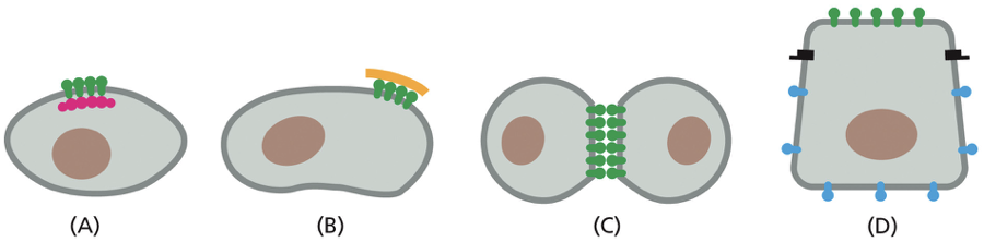 <p>what does this figure demonstrate?</p>