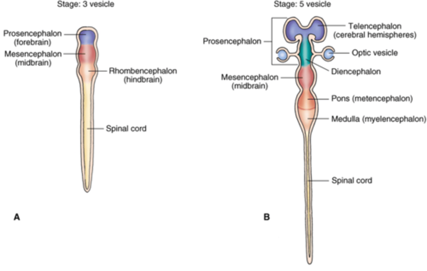 <p>caudal, cranial</p>