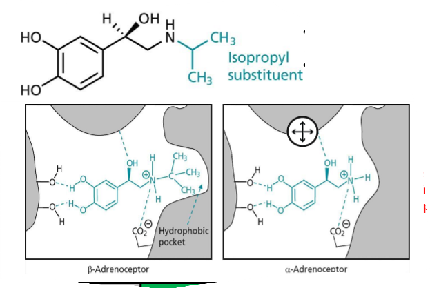 <p>Isopropyl substituent added to the NH, due to hydrophobic pocket in β-receptor, has low half life (bad), good β₂ binding, evolutionary redundency </p>