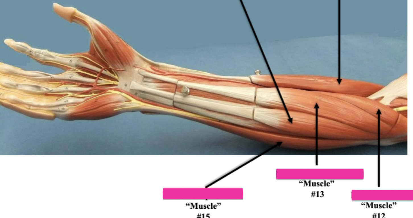 <p>Label muscle #13.</p>