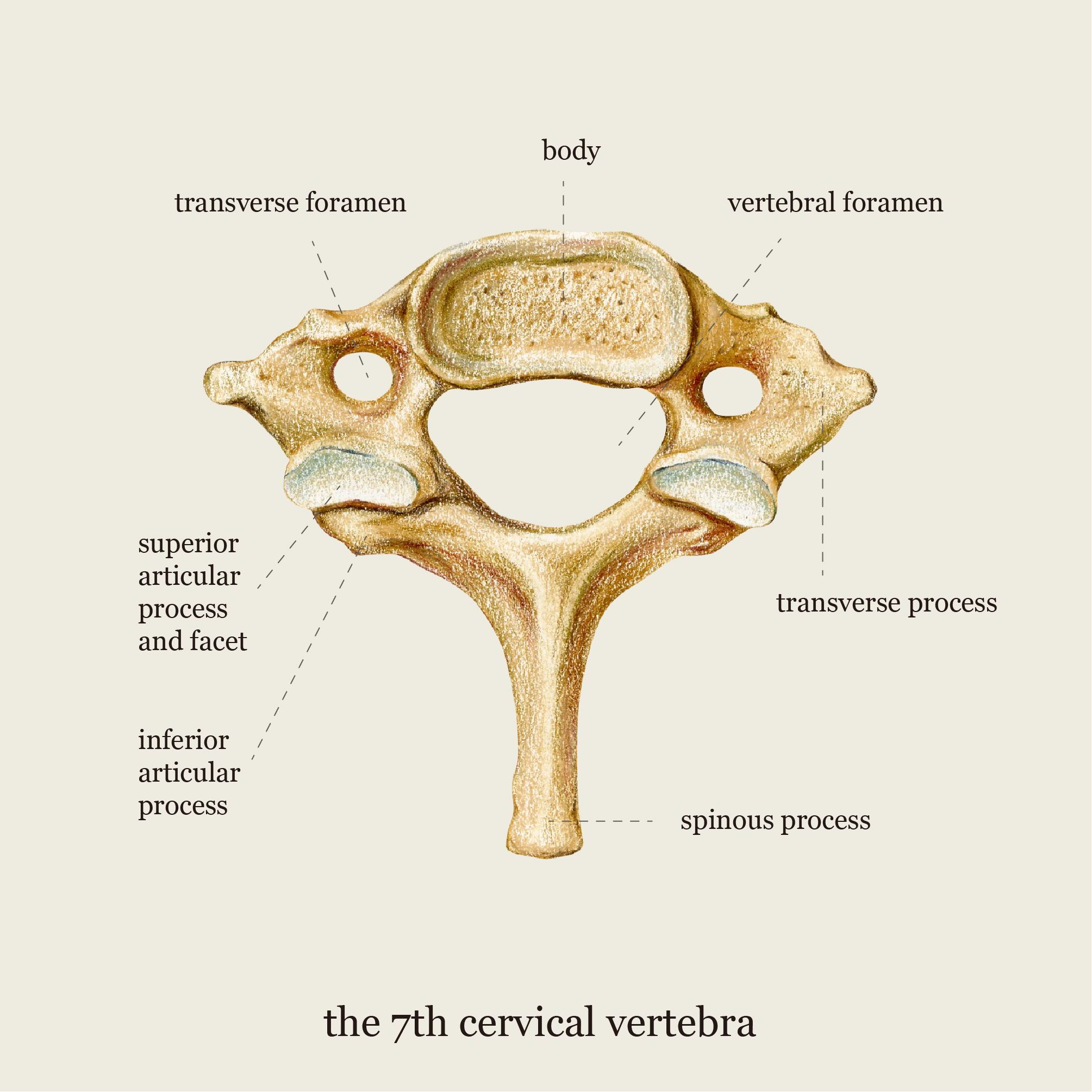 <p>fairly smaller than the thoracic and lumbar body.</p>