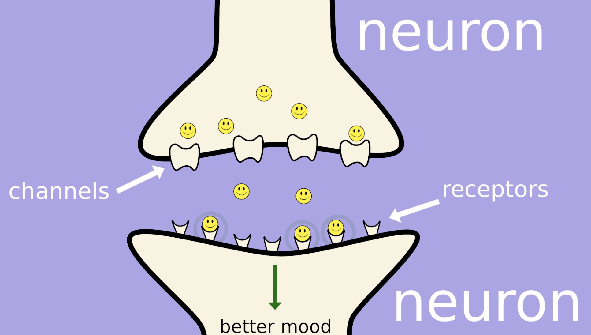 <p>The connection point between two neurons where they communicate with each other using chemicals called neurotransmitters.</p>