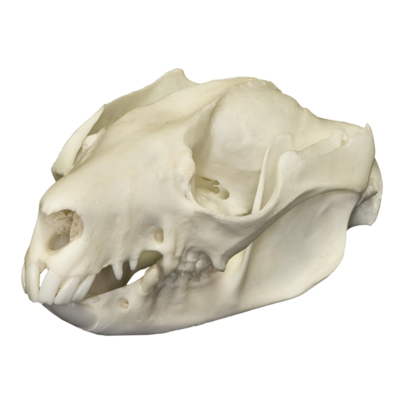 <p><span>Family Phalangeridae</span></p>