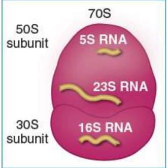 <p>50S and 30S large and small subunits create the complete 70S ribosome</p>