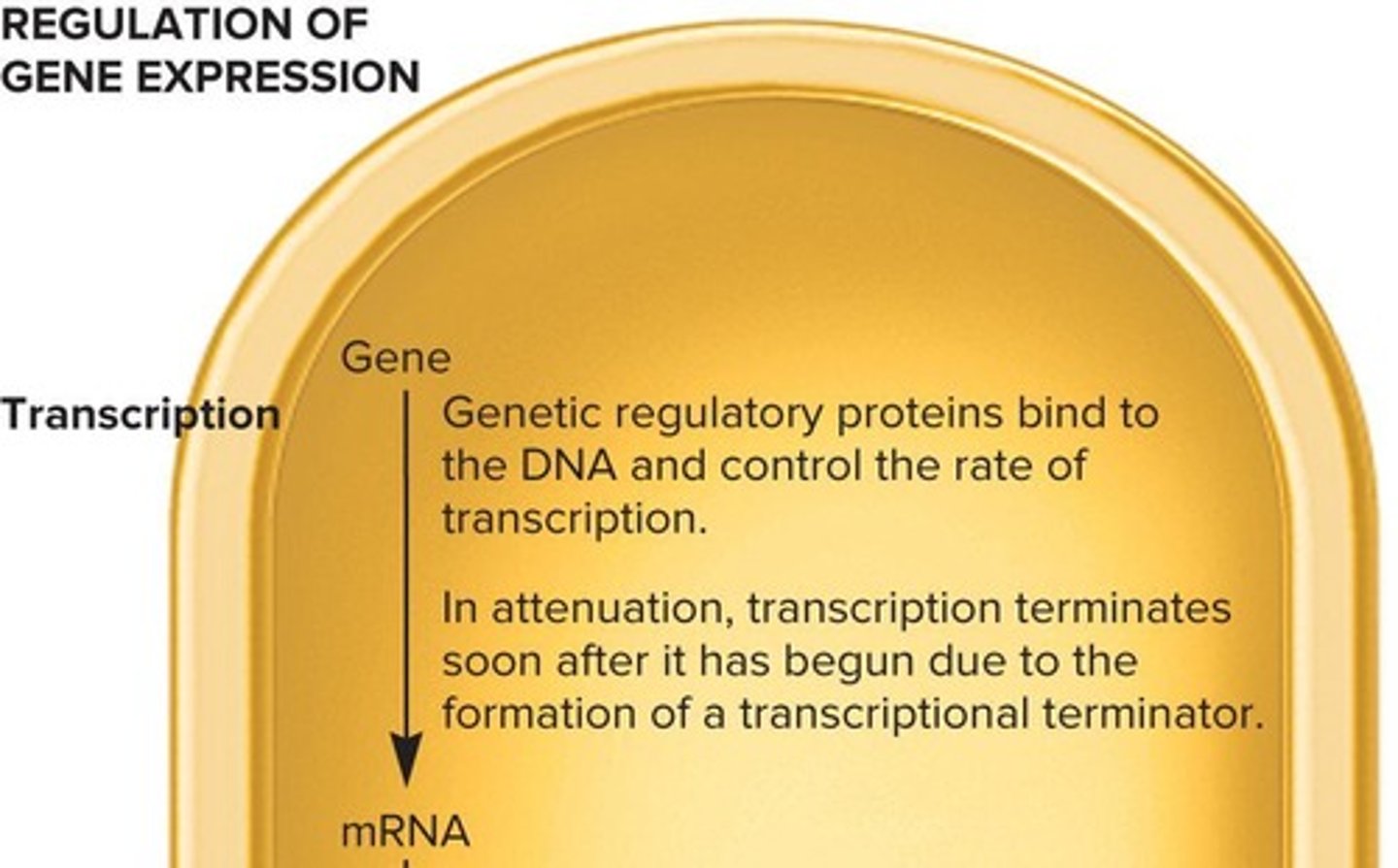 <p>Proteins that influence the rate of RNA synthesis.</p>