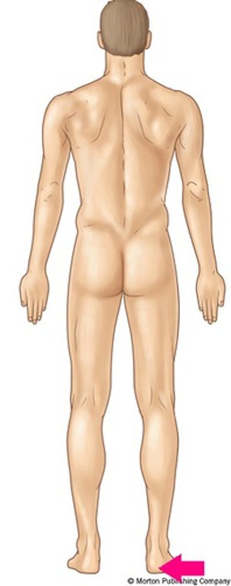 <p>heel of foot</p>