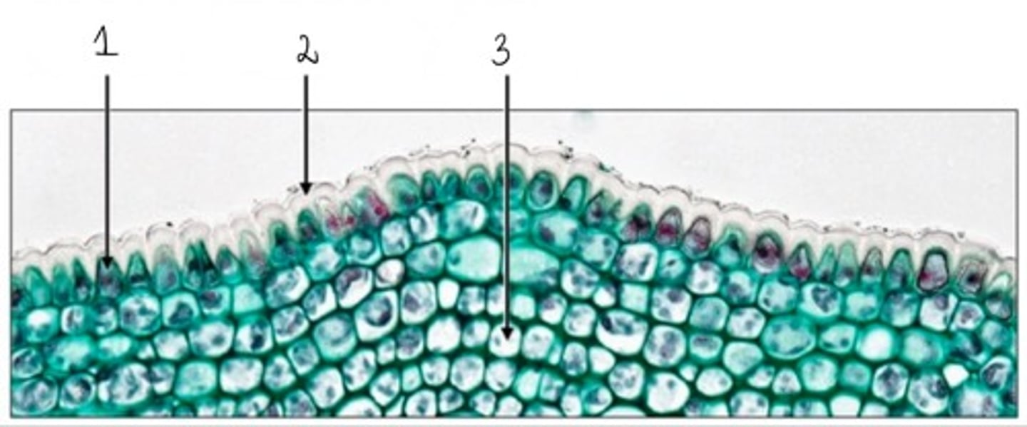 <p>3</p>