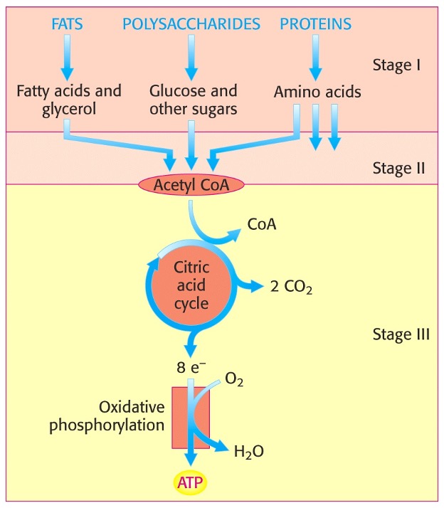 <p>Stage 1 - Large molecules broken down into smaller units.&nbsp; No useful energy captured</p><p>Stage 2 - Small molecules degraded into a few simple units that play a role in central metabolism.&nbsp; Some ATP generated.</p><p>Stage 3 - ATP produced from the complete oxidation of simple units by the final common pathways for oxidation of fuel.</p><p></p>