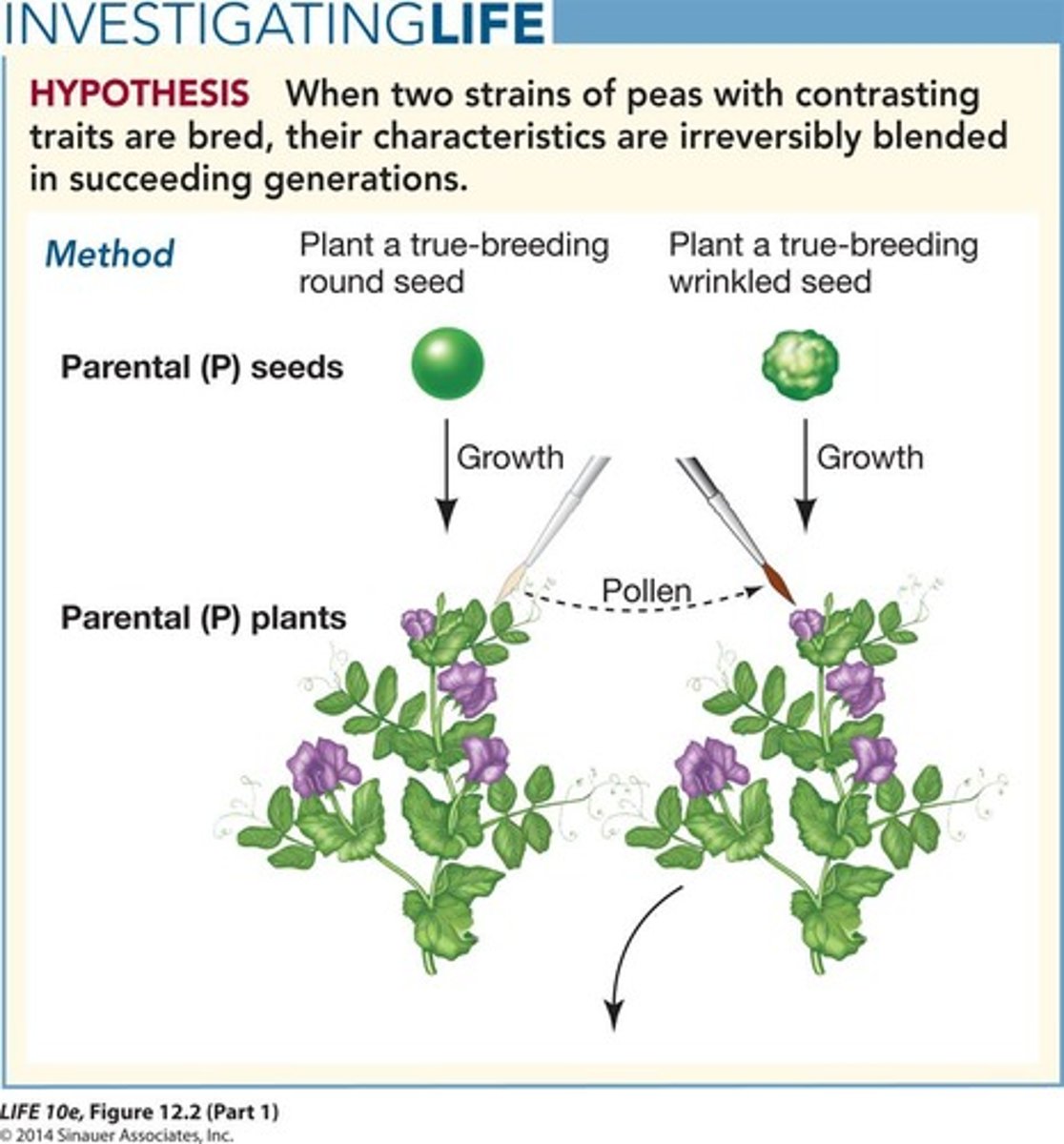 <p>Intentional breeding to enhance desirable traits.</p>