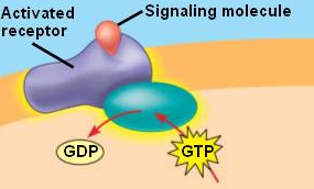 <p>A special class of membrane receptors with an associated GTP binding protein; this receptor involves dissociation and GTP hydrolysis</p>